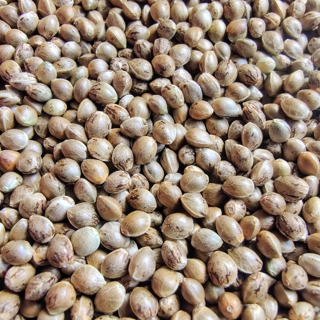 Afghan Kush Feminised - White Label Bulk Seeds