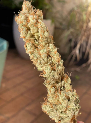 Pitanga V2 Feminized