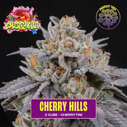 Cherry Hills Feminized