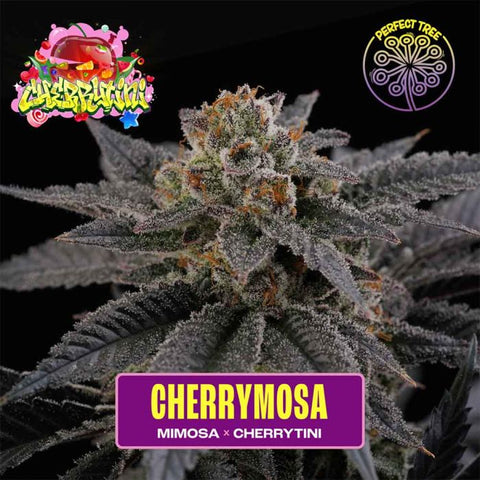 Cherry Mosa Feminized