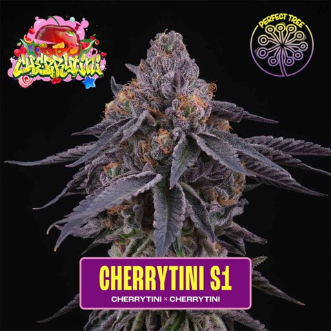 Cherry Tini S1 Feminized