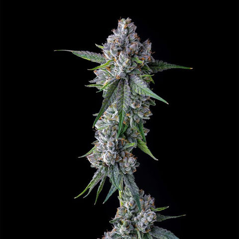 Trillianz Feminized