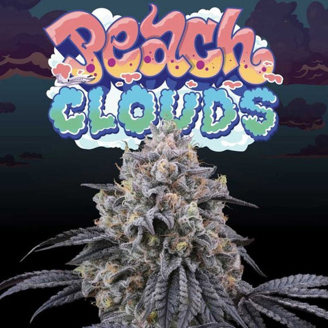 Peach Clouds Feminized