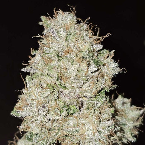 Pink Fritter Feminized