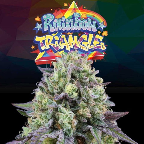 Rainbow Triangle Feminized