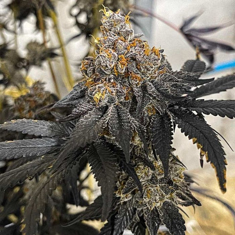 Miracle Fruit Feminized