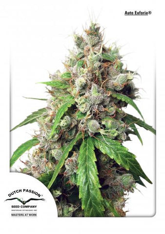 Auto Euforia Autoflowering