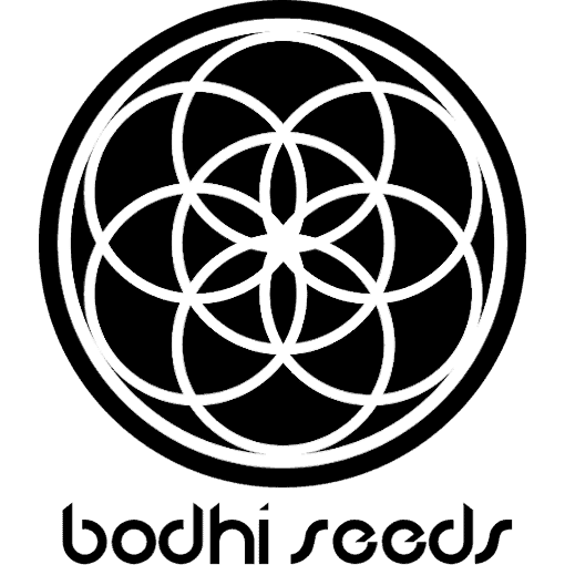 Cherry Trance Regular