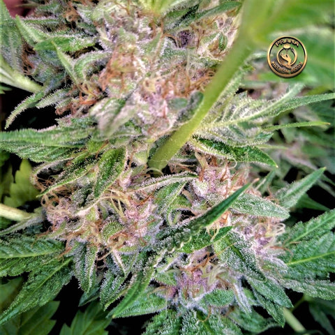 Cherry Hell's F1 Regular