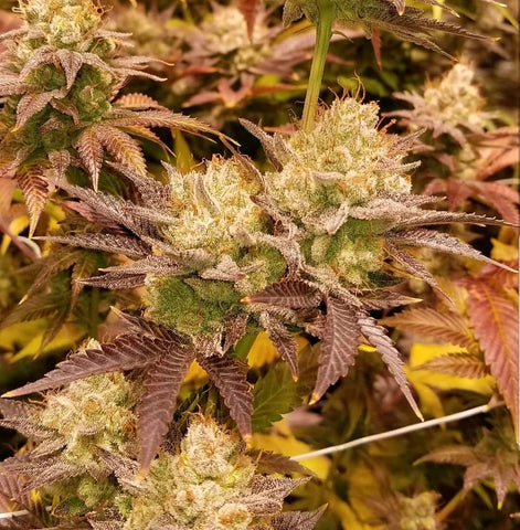 Kir Royale V2 Feminized