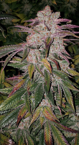 Purple Thai Auto Flowering R B1 Feminized