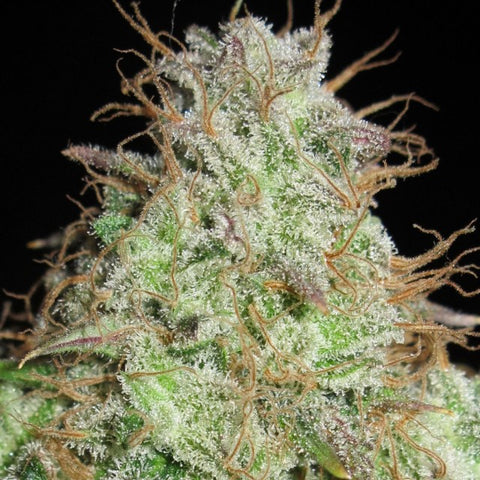 Cookie Balboa Regular