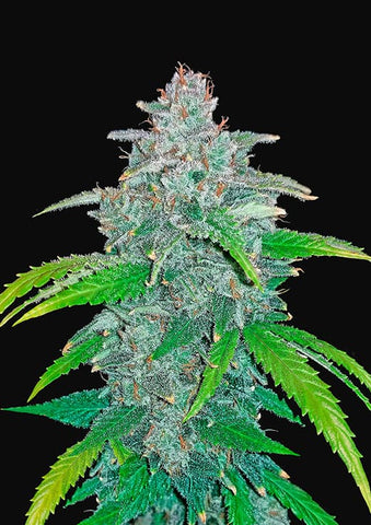 Blue Dream'matic Autoflowering Feminized