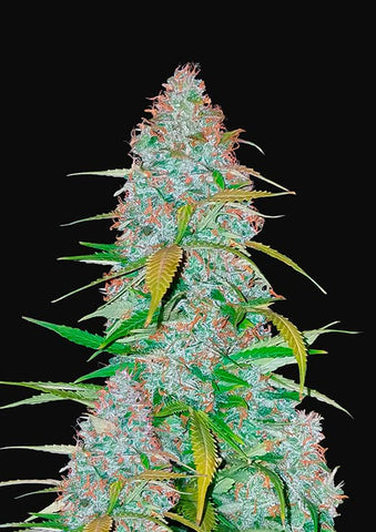 Californian Snow Autoflowering Feminized