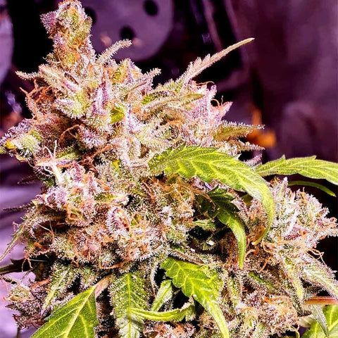 Champagne Cake Feminized