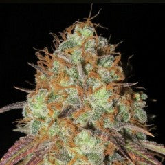 AK Confidential Regular