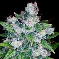 Kandy Kush Feminized