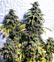 OG Upsetter Feminized