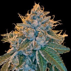 Kosher Kush Feminized