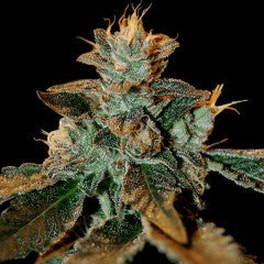 Cataract Kush Feminized