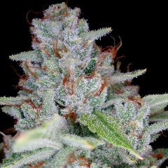 Skywalker Kush Feminized