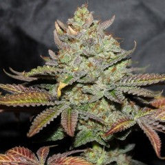 Girl Scout Cookies Feminized
