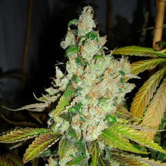 Sour Pink Grapefruit Regular