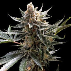 Tangie Feminized