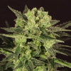 Automatic MK-Ultra Kush Feminized