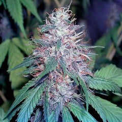 Grape Kush Feminized