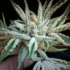 Buddha Tahoe OG Kush Feminized