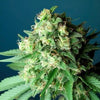 Green Crack Feminized