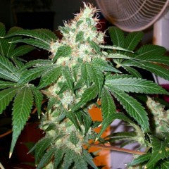 Chem Valley Kush Feminized