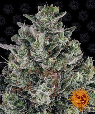 Glookies Feminized