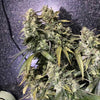 Strawberry Sunset Feminized