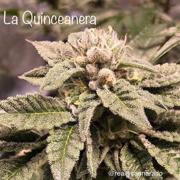 La Quinceanera Feminized