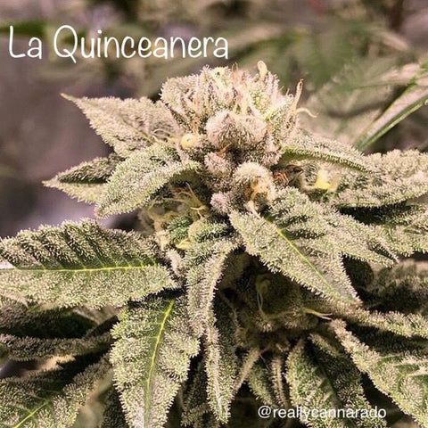 La Quinceanera Feminized