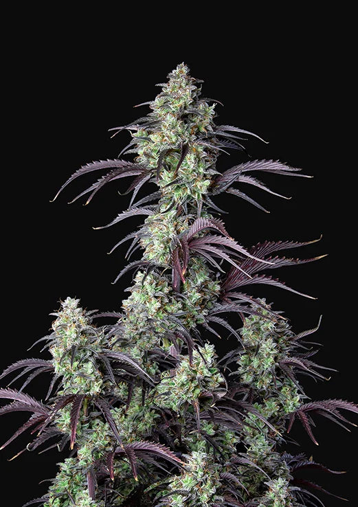 Mimosa Cake Autoflowering Feminized