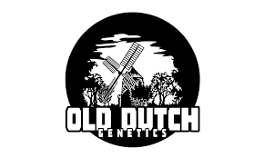 Lillies Breath Regular