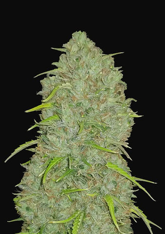 Jack Herer Autoflowering Feminized
