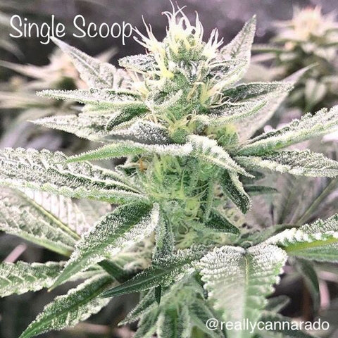 Single Scoop Feminized