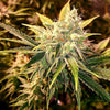 Strawberry Wedding Cake Feminized