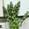 Strawberry Wedding Cake Feminized