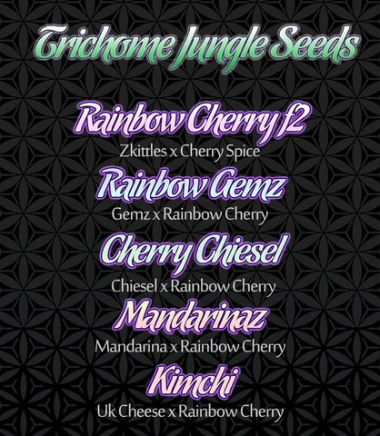 Cherry Chiesel Regular