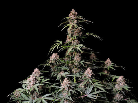 Amnesia Zkittlez Autoflowering Feminized