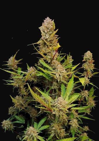 Apricot Autoflowering Feminized