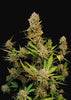 Apricot Autoflowering Feminized