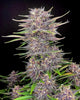 Banana Purple Punch Autoflowering Feminized