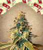 Chem OG Feminized
