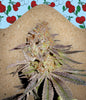 Cherry Pie Feminized